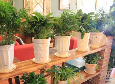 餐厅咖啡厅绿植租赁