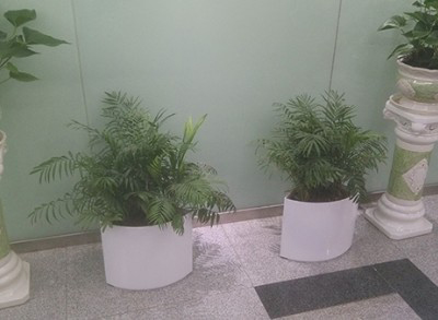 写字楼植物租赁